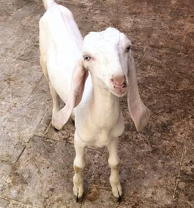 Rajanpuri female 6 month