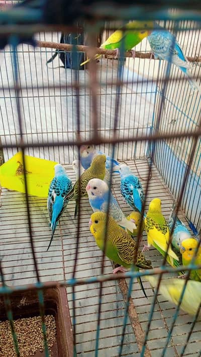 Australian Parrot Beading Pairs