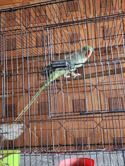 Kashmiri raw parrot