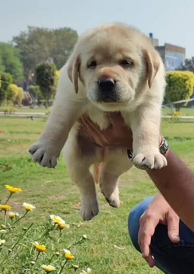 Labrador Retriever puppies 92@344*6933885