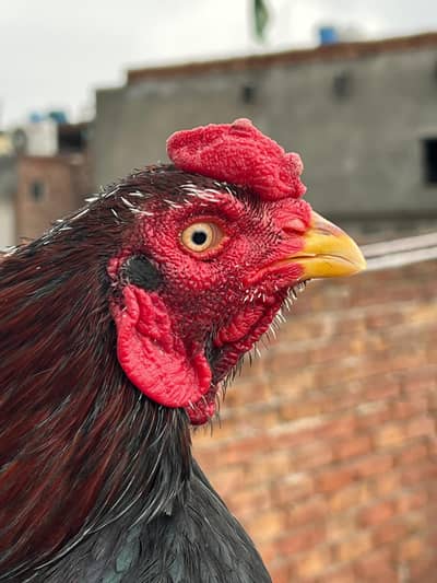 Aseel male for sale