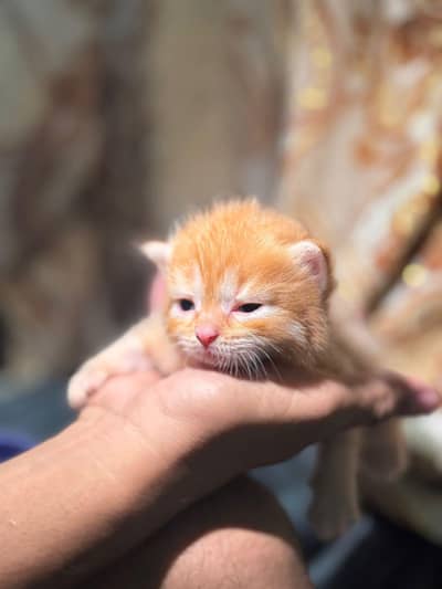 purcian cat
