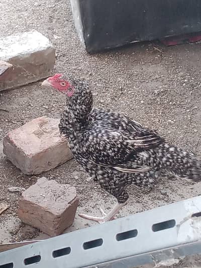Coco Aseel Hen