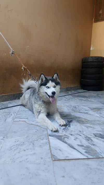 Husky male blue eyes