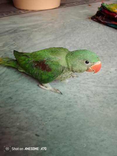 beautiful Raw parrot baby