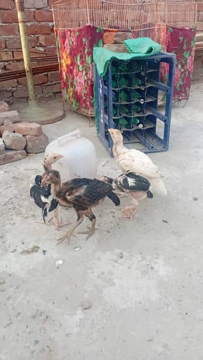 Aseel Chicks for sale