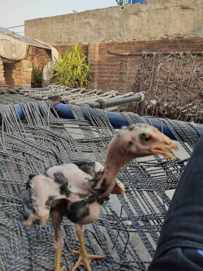 Aseel pure chick