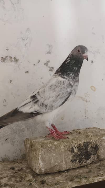 40 Pigeons - breeder birds for sale. TEDY, GOLDEN, KAMAGAR, IMAM DEEN,