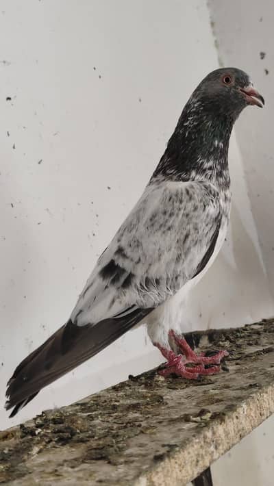 40 Pigeons - breeder birds for sale. TEDY, GOLDEN, KAMAGAR, IMAM DEEN,