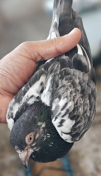 40 Pigeons - breeder birds for sale. TEDY, GOLDEN, KAMAGAR, IMAM DEEN,