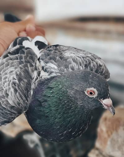 40 Pigeons - breeder birds for sale. TEDY, GOLDEN, KAMAGAR, IMAM DEEN,