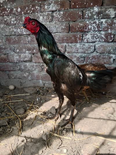Thai aseel murga for sale