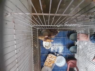 duck chicks