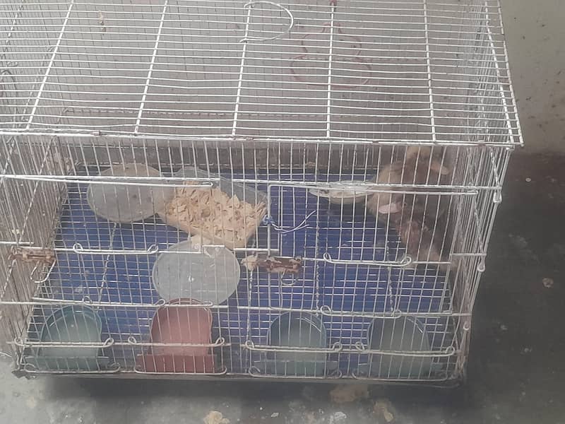 duck chicks 2