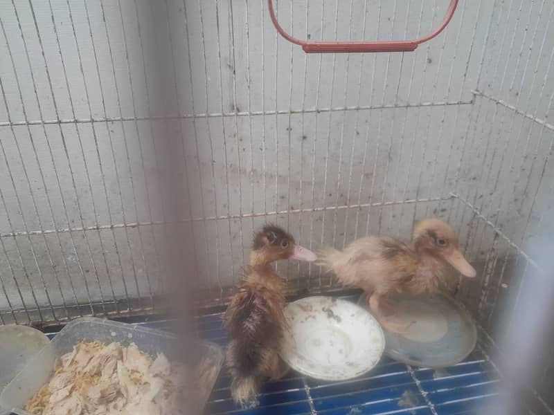 duck chicks 3