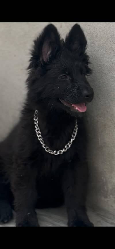 German shepherd black puppy