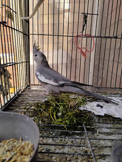 charcoal cocktail for sale