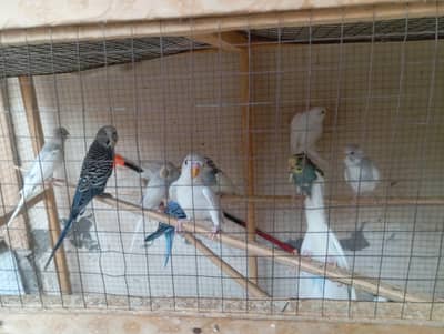 Australian parrots For Sale  in  Karim Block Iqbal lahore