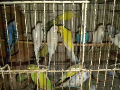 Red and black eyes budgies pair for sale +923267409123