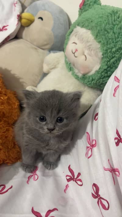 Persian grey kitten