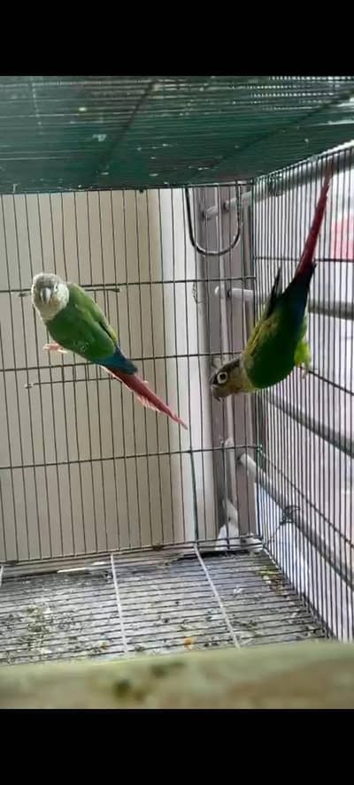 conure breeder pair with history