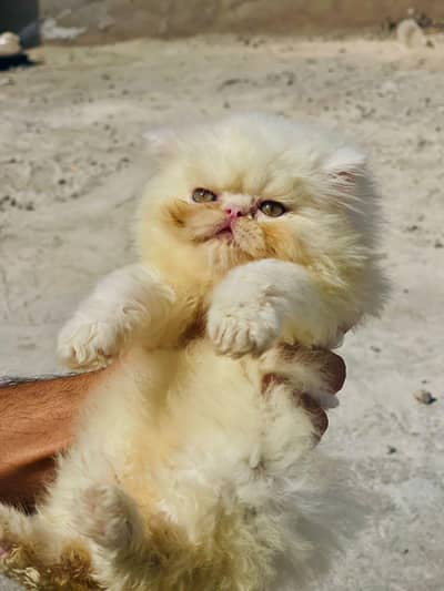 kitten for sale
