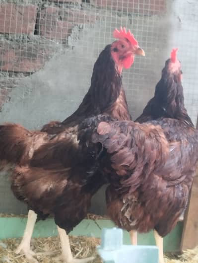 Rir Heritage Females for sale