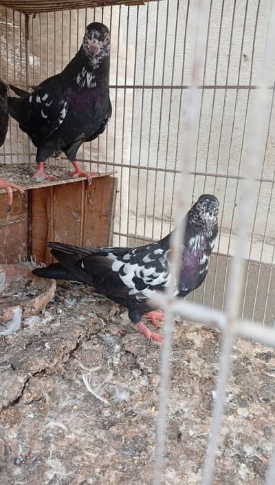 zaakh china breder pair aik bacha. 03283998830