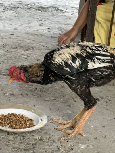 1 murgha 3 murghya 6 chuzay