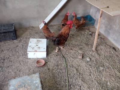 3 Desi Murghiyan + 1 Desi Murgha