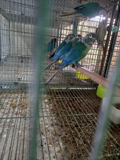 Blue turquoise conure pairs availble