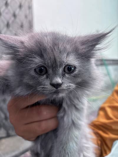 Gray Persian kittens