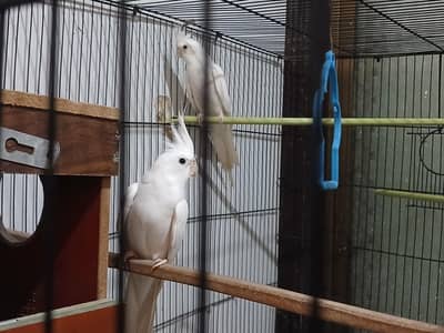 enu cocktail with Cage