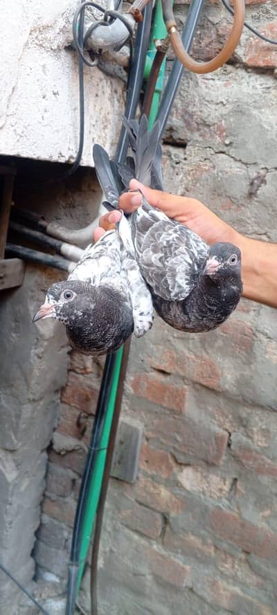 pigeon kabootar kabooter
