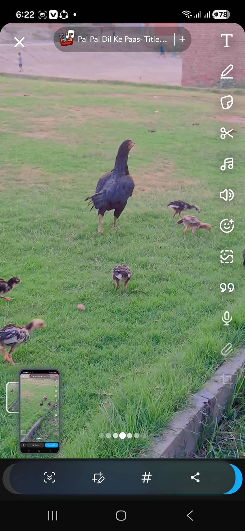 Chicks 0