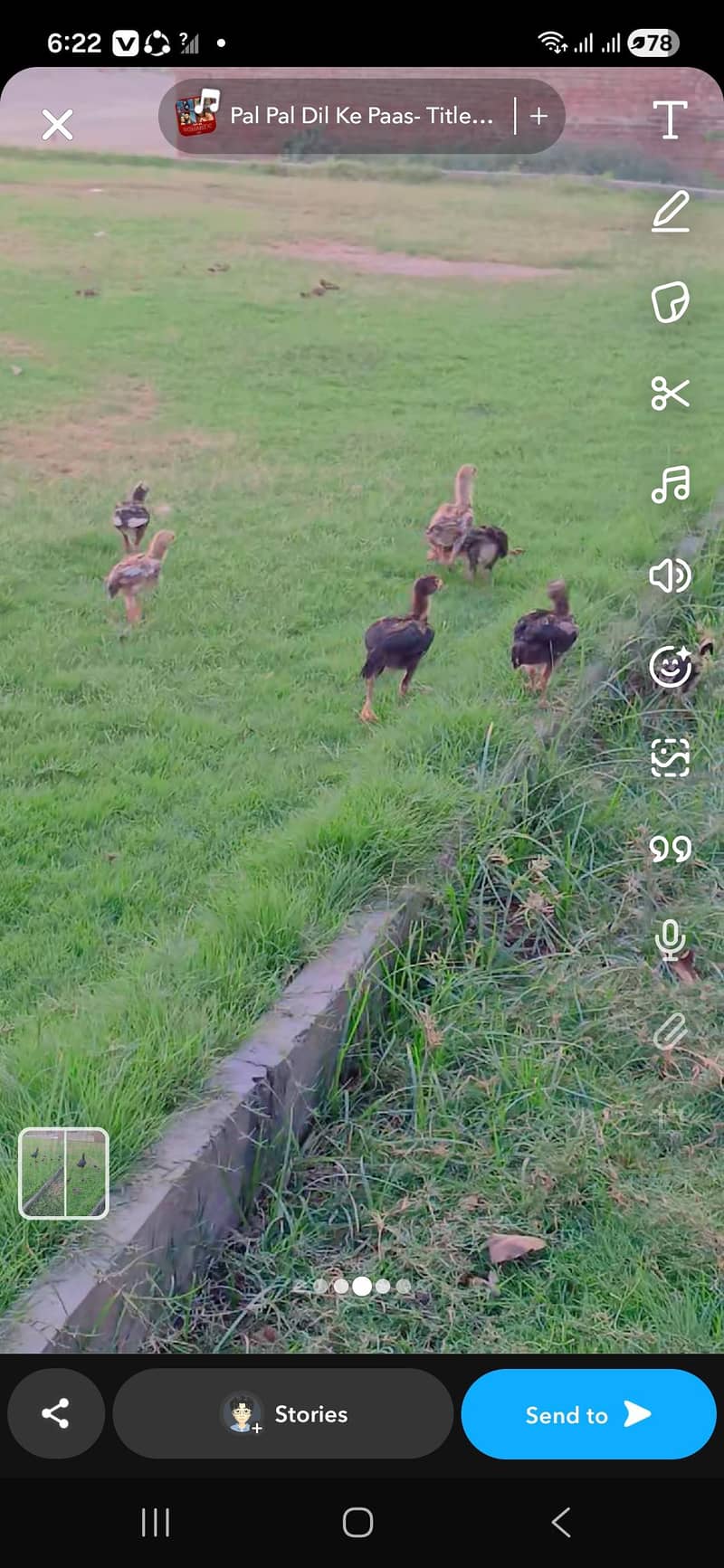 Chicks 1