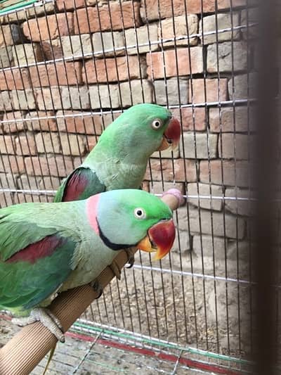 parrots