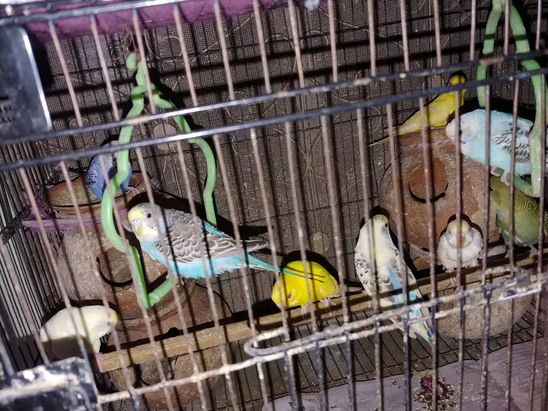 6  Australion Parrots for Sale (Cage is not for sale)