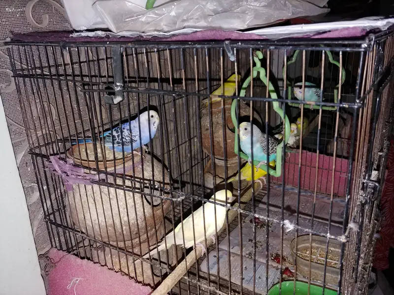 6  Australion Parrots for Sale (Cage is not for sale) — photo 2