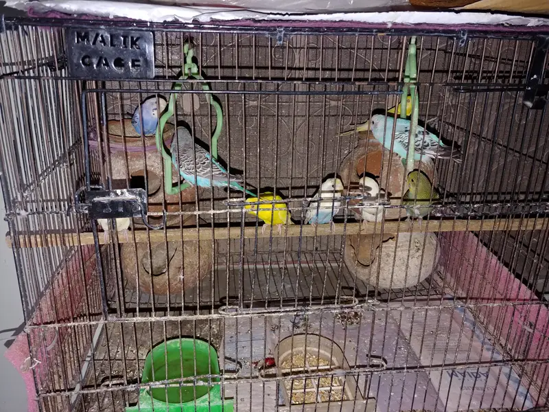 6  Australion Parrots for Sale (Cage is not for sale) — photo 3