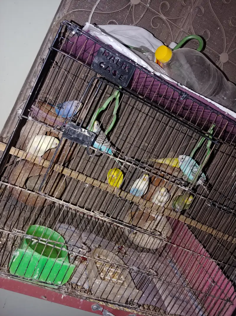 6  Australion Parrots for Sale (Cage is not for sale) — photo 4