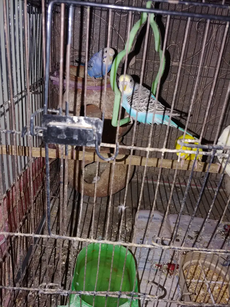 6  Australion Parrots for Sale (Cage is not for sale) — photo 5