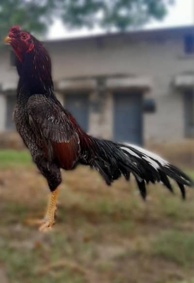sale and exchnage posible with quality pair.
