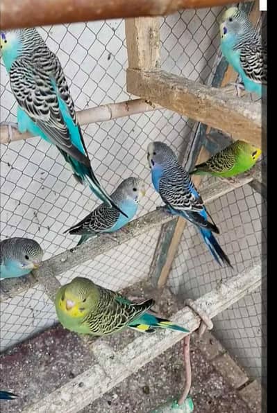 Australian parrot
