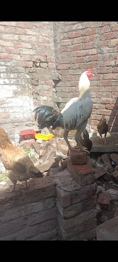 pure aseel desi cross patha