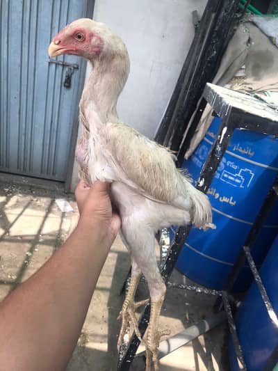 Aseel shamo Aseel thai barmi