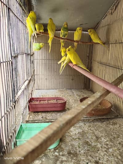 Australian budgies