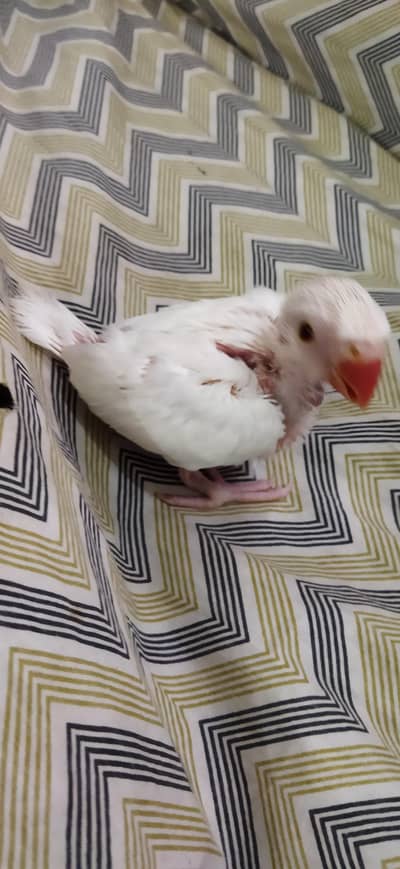 White Ringneck / Yellow Ringneck / Mitthu / Parrot