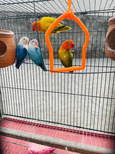 2 pairs of Love birds available for sale with cage and nesting boxes