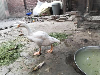 Long Neck ducks